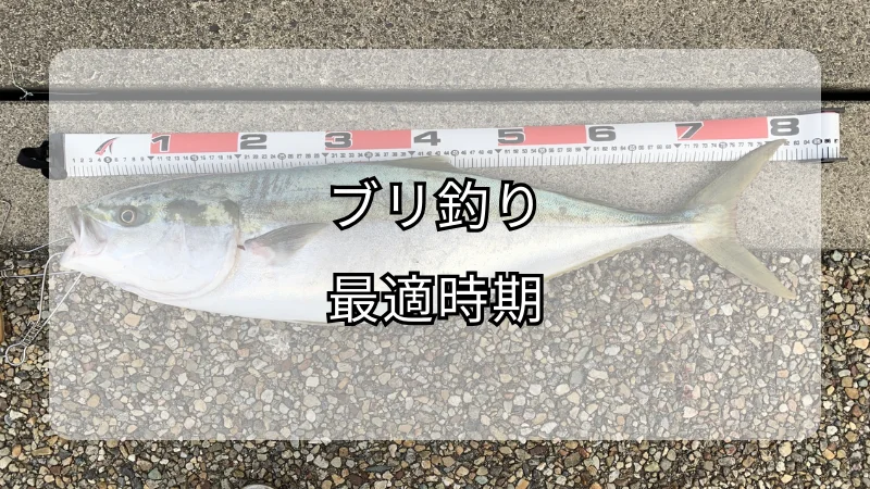 ブリ釣りの最適時期！大物を釣り上げる秘訣とタイミング