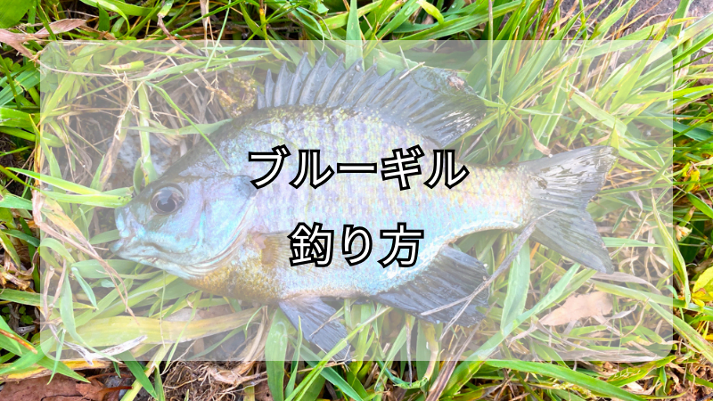 ブルーギルの釣り方：家族で楽しむポピュラーな釣りのコツ