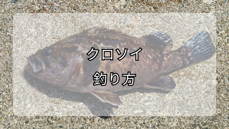 クロソイの釣り方：黒い宝石を釣り上げるためのアプローチ
