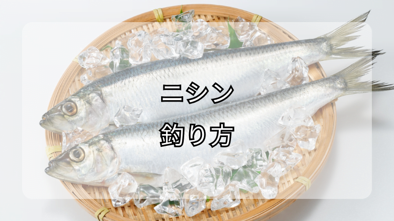 ニシンの釣り方：旬の時期に狙う伝統的な釣り方
